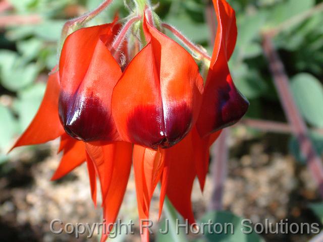 Sturt's Desert Pea